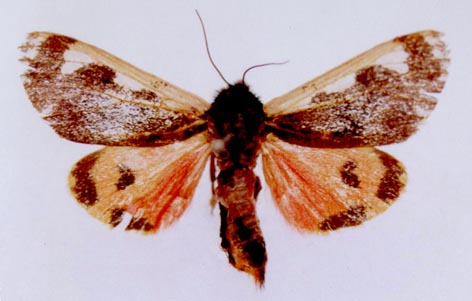 Oroncus alaica, color image