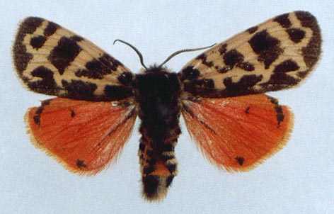 Palearctia ferghana ferghana, color image