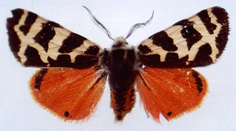 Palearctia ferghana ferghana, color image