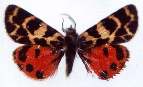 Palearctia gracilis, color image