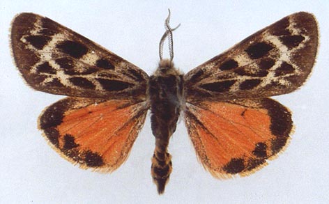 Palearctia gratiosa, color image