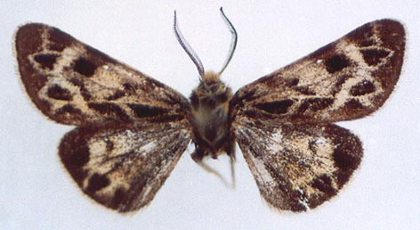 Palearctia gratiosa rupicola, color image