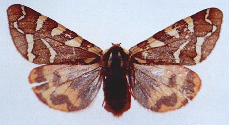 Pararctia lapponica lapponica, color image