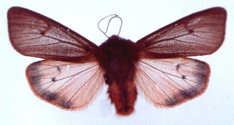 Phragmatobia amurensis, color image