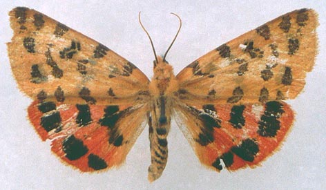 Rhyparia purpurata, color image