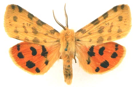 Rhyparia purpurata, color image