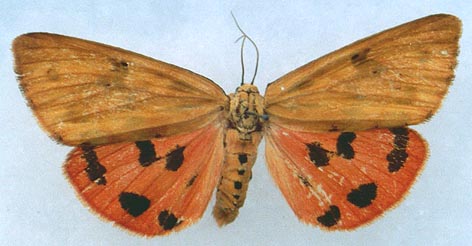 Rhyparioides amurensis, color image