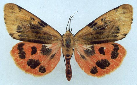 Rhyparioides nebulosa, color image