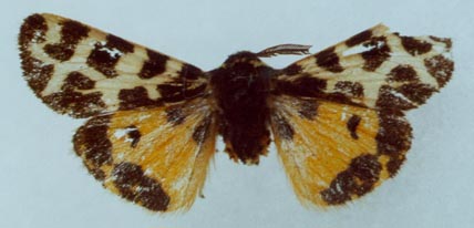 Sibirarctia kindermanni kindermanni, color image