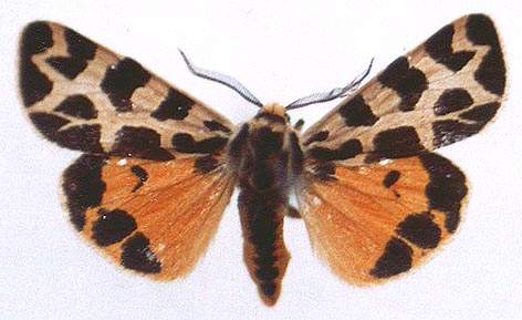 Sibirarctia kindermanni pomona, color image