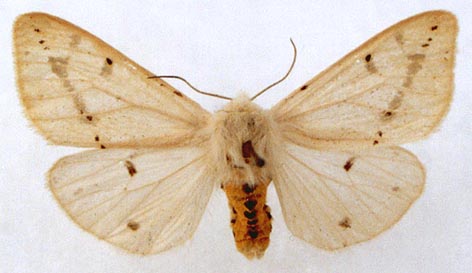 Spilarctia luteum luteum, color image