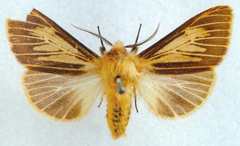 f. zatima, color image