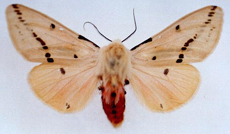 Spilarctia seriatopunctata, color image