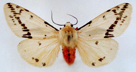 Spilarctia seriatopunctata, color image