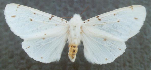 Spilosoma streltzovi, color image