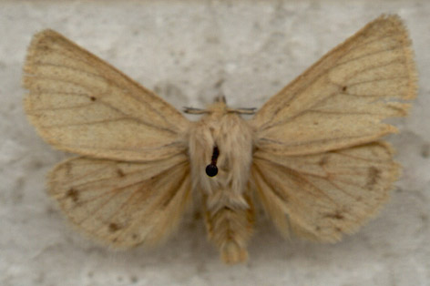 Spilosoma vagans, color image