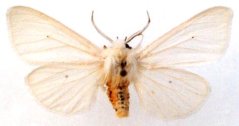 Spilosoma virginicum, color image