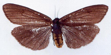 Spiris striata, color image