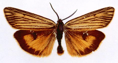 Spiris striata, color image