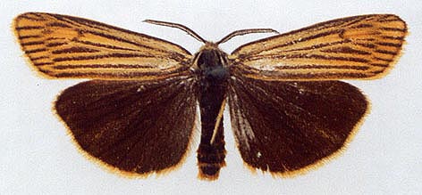 Spiris striata, color image