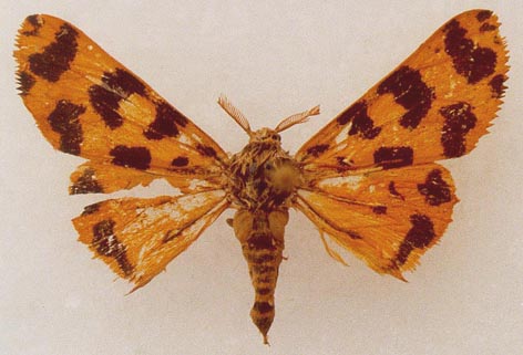 Tancrea pardalina, male, color image