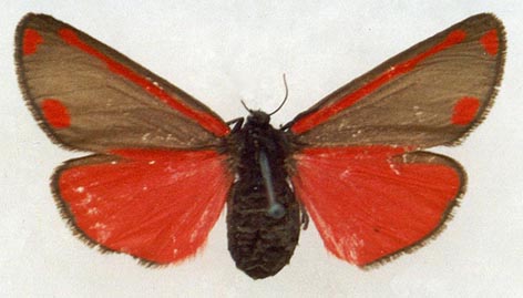 Tyria jacobaeae, color image