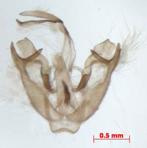 Aemene altaica, male genitalia, image