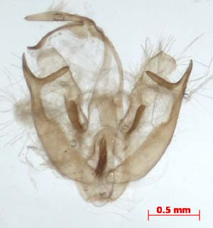 Aemene altaica, male genitalia, image