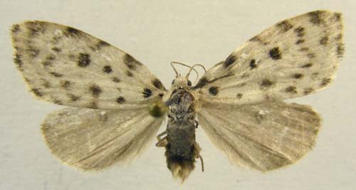 Aemene altaica, male upperside, color image