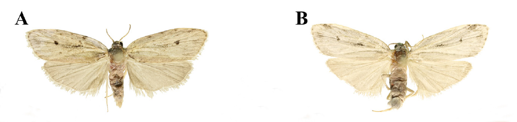 Aemene obscura, from: Spitsyna et Spitsyn, 2023, color image