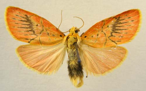 Barsine aberrans askoldensis, male upperside, color image