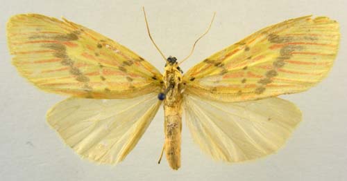 Barsine striata, female upperside, color image