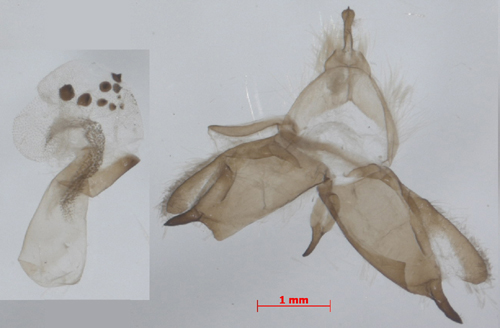 Collita digna, male genitalia, color image