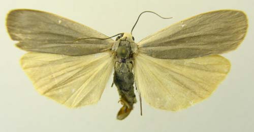 Collita digna, male upperside, color image