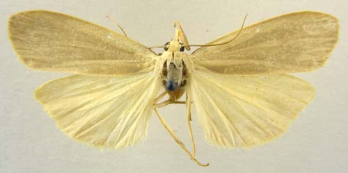 Collita griseola submontana, male upperside, color image