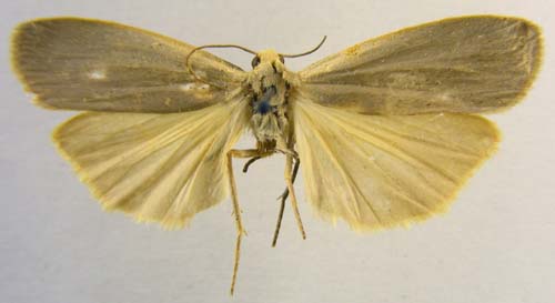 Collita vetusta, male upperside, color image