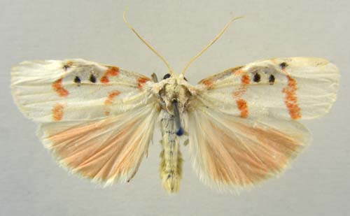 Cyana adelina, male upperside, color image