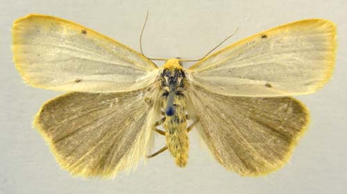 Cybosia mesomella, male upperside, color image