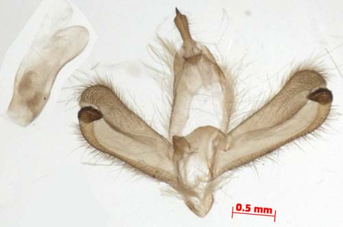 Dolgoma cribrata, male genitalia, image