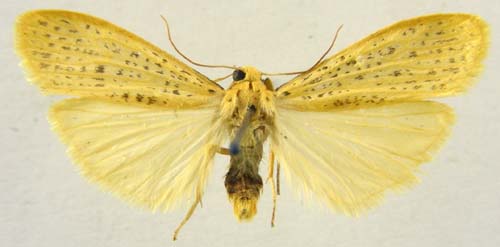 Dolgoma cribrata, male upperside, color image