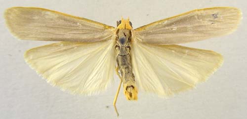 Eilema caniolum, male upperside, color image