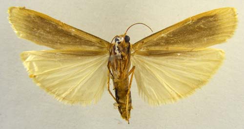 Eilema caniolum, male underside, color image