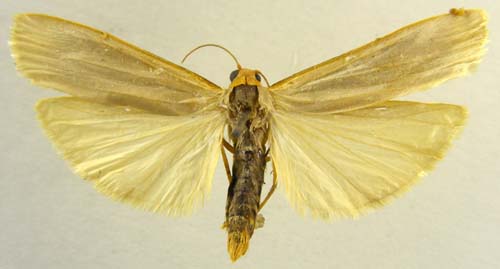 Eilema caniolum, male upperside, color image