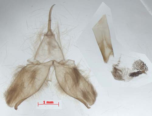 Ghoria gigantea, male genitalia, image