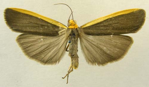 Ghoria gigantea, male upperside, color image