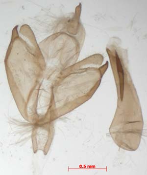 Katha depressa, male genitalia, image