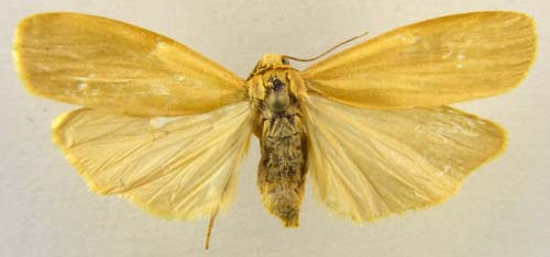 Katha depressa, female upperside, color image