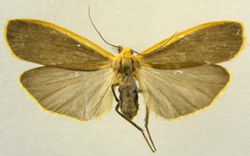 Katha depressa, female upperside, color image