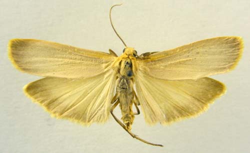 Katha depressa, male upperside, color image