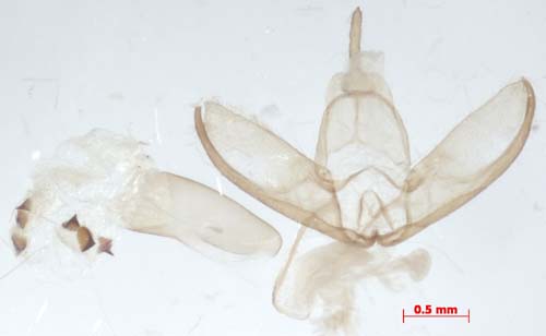 Manulea affineola, male genitalia, image